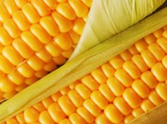 Как варить кукурузу. ответы на часто задаваемые вопросы