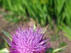 Масло расторопши — лечебная сила Девы Марии