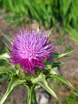 Масло расторопши — лечебная сила Девы Марии