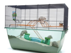 Как выбрать клетку для грызуна?