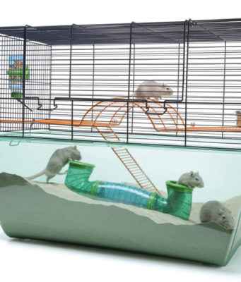 Как выбрать клетку для грызуна?