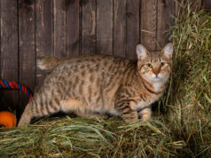 Уход за кошкой Бобкэт