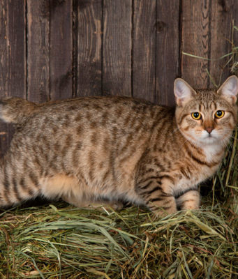 Уход за кошкой Бобкэт