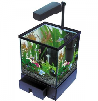 Аквариумные обитатели