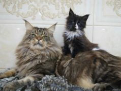 Европейский и американский типы мейн-кнов -основные различия