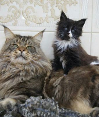 Европейский и американский типы мейн-кнов -основные различия