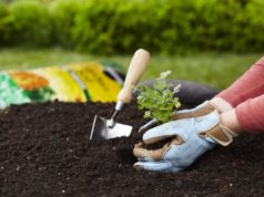 Для чего нужен лунный посевной календарь?