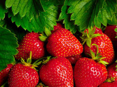 Методы омоложения кустов клубники