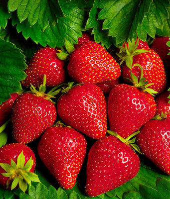 Методы омоложения кустов клубники