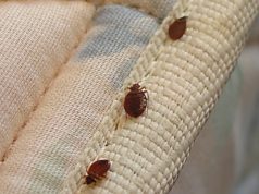 Методы борьбы с клопами