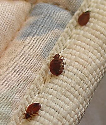 Методы борьбы с клопами