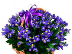 Лучшие весенние цветы для подарка