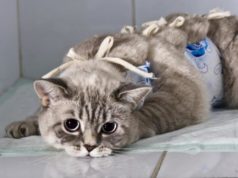 Плюсы и минусы стерилизации кошек на дому