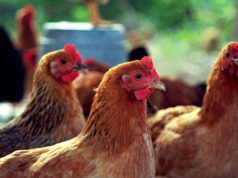 Почему курицы клюют друг друга до крови: факторы и причины