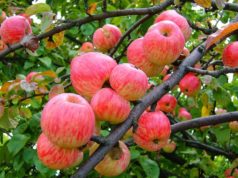 Лучшие летние сорта яблонь