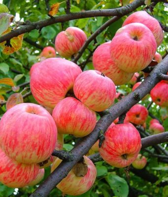 Лучшие летние сорта яблонь