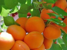 Как ухаживать за крупномерами абрикосов?