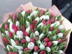 Тюльпаны: уникальные цветы