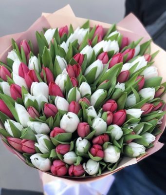 Тюльпаны: уникальные цветы