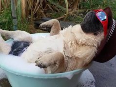 Правда ли, что видео с животными снимают стресс