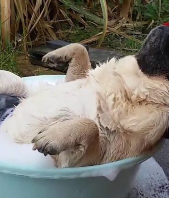 Правда ли, что видео с животными снимают стресс