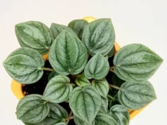 Цветок пеперомия: красота и польза в одном