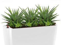 Где купить кашпо Lechuza в России?