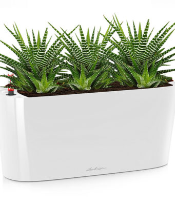 Где купить кашпо Lechuza в России?