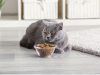 Важность правильного корма для кошек