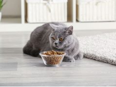 Важность правильного корма для кошек