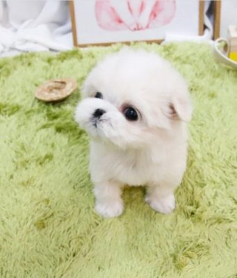 Купить мальтезе: микро щенки из бутика премиальных собак