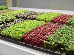 Микрозелень: миниатюрный эксплозив вкусов и пользы для здоровья