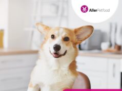 Здоровое питание для домашних животных: как выбрать правильный корм