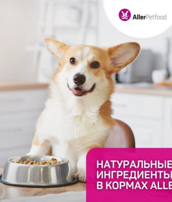 Здоровое питание для домашних животных: как выбрать правильный корм