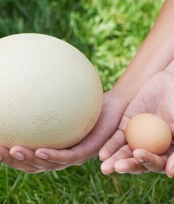 Страусиное яйцо: свойства и применение