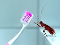 Полезные свойства тараканов в доме