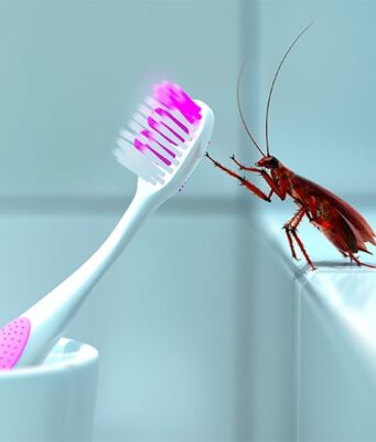 Полезные свойства тараканов в доме